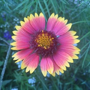 Meet your Posher, Dawnita